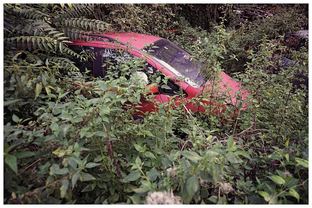 Oliver Musovik: Plant Adaptations